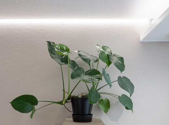 Led-kasvivalaistus lisää kasvien hyvinvointia pimeän aikaan