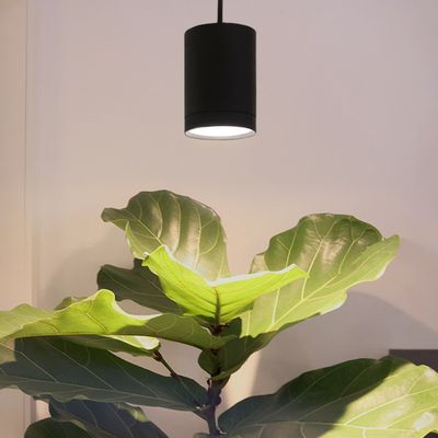 Led kasvivalo Fokus valaisee lyyraviikunaa ylhäältä päin.