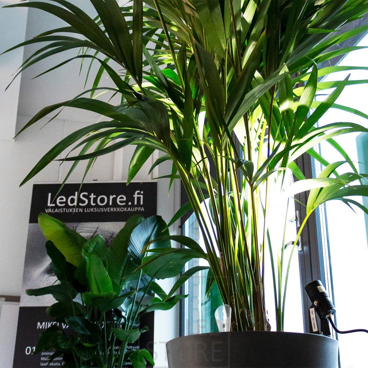 Tilt maapiikki asennettuna sisäkasviin korostamaan sitä ja tuomaan tunnelmavaloa tilaan. Ledstore.fi